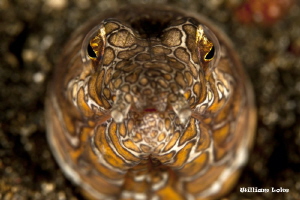 Snake Eel by William Loke 